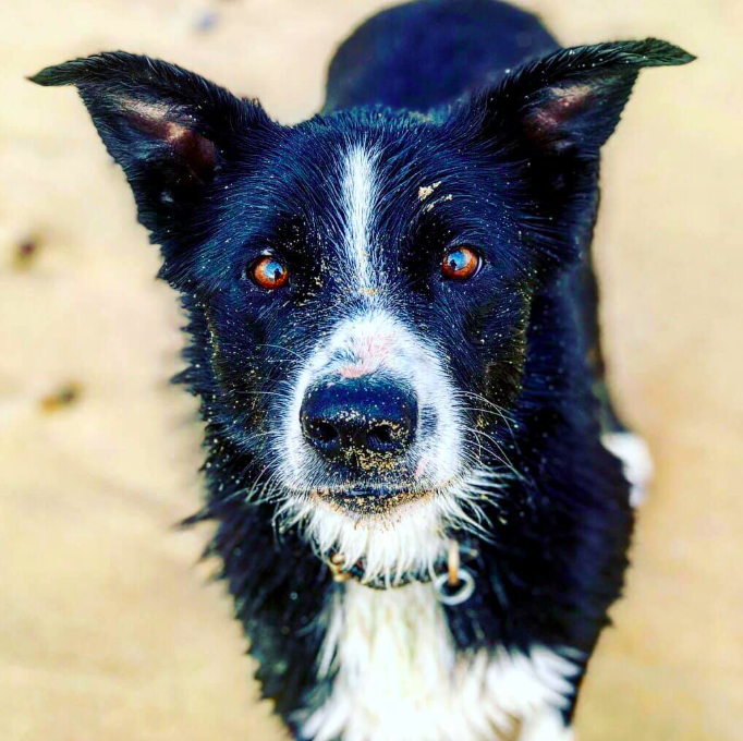 A black and white dog looking at the camera