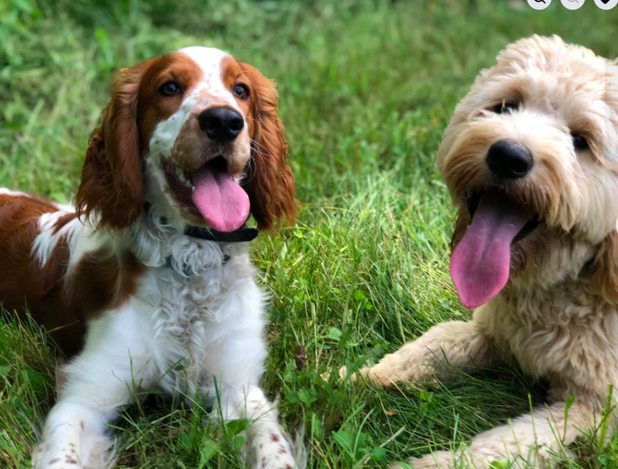 Two happy dogs resting in the grass